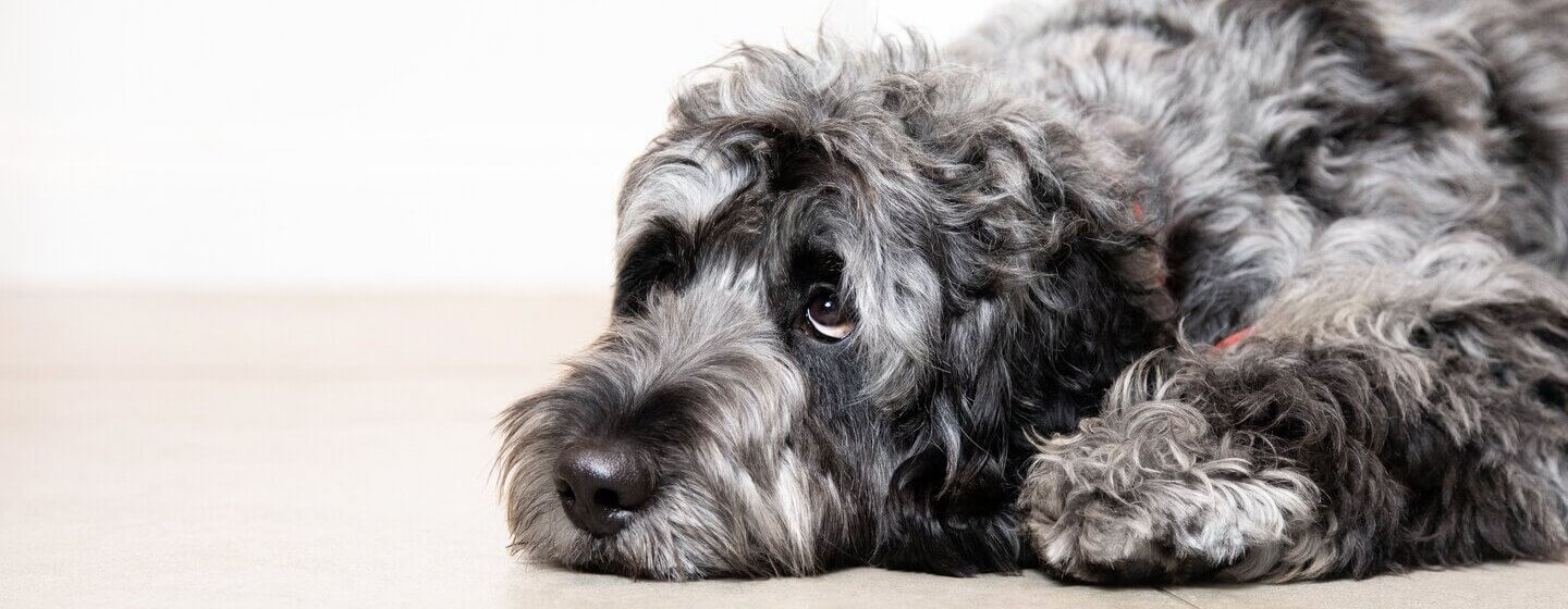 Puppy Diarrhoea Causes Symptoms Treatment Purina